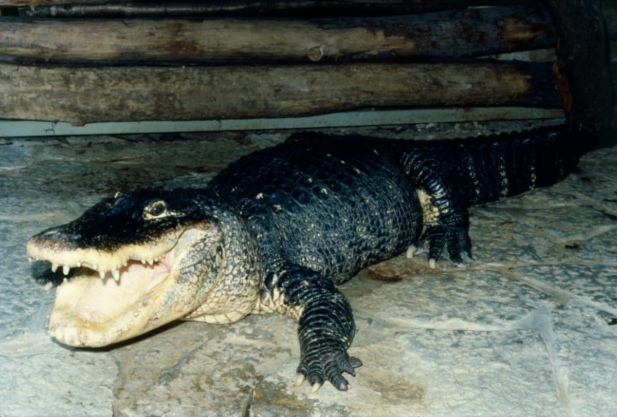 Slide /multimedia/0/multimedia-264280.large.jpg